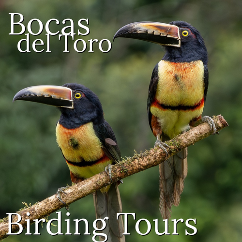 Bocas Panama Birding Tours Bocas Panama Birding Tours